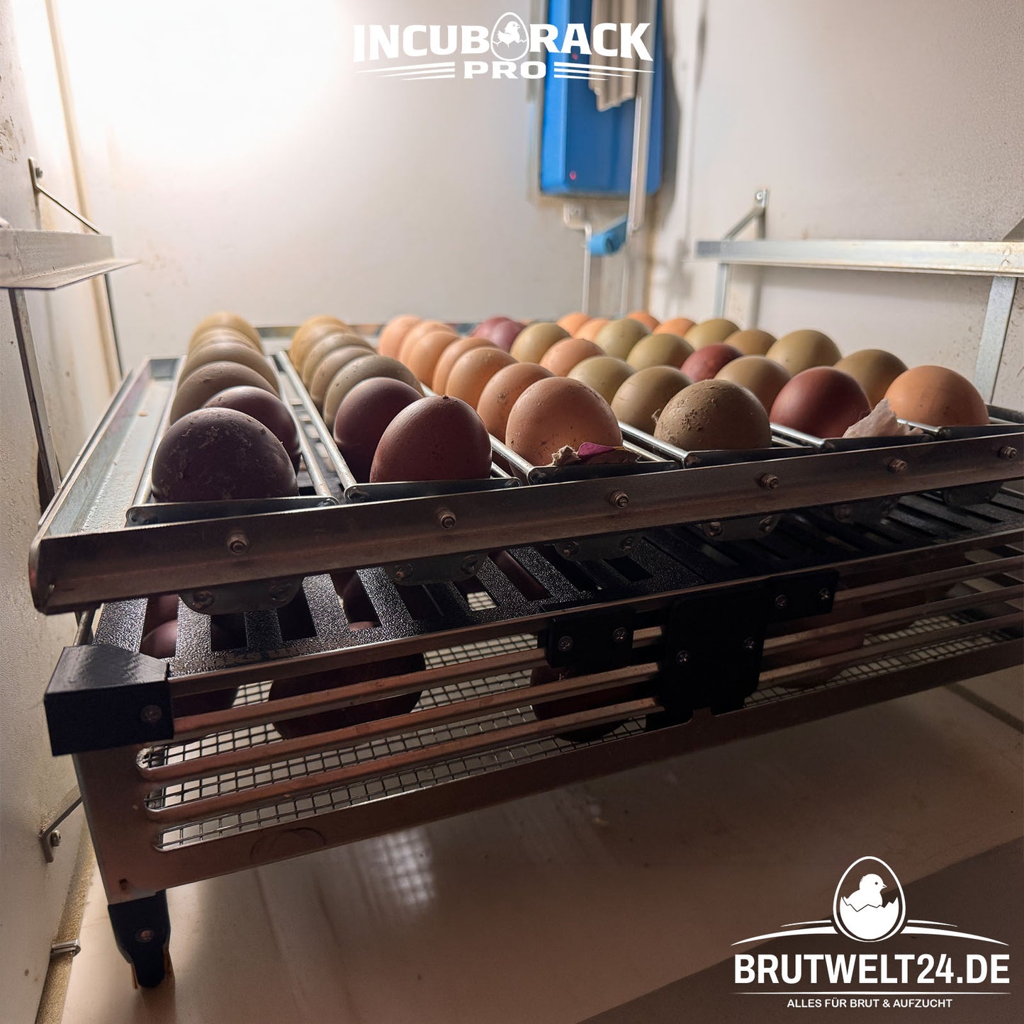 2x Set Incub Rack PRO Trennsystem für Brutautomaten